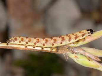  Chenille de Haemerosia renalis Hb. - �Wolfgang Wagner, www.pyrgus.de