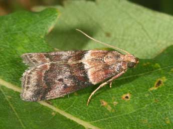 Acrobasis repandana F. adulte - �Philippe Mothiron
