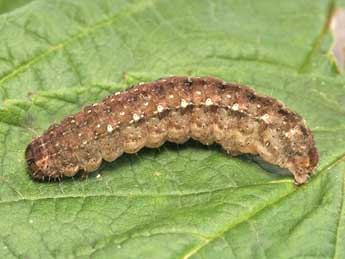  Chenille de Xestia rhaetica Stgr - �Helmut Deutsch