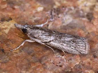 Dioryctria robiniella Mill. adulte - �Lionel Taurand