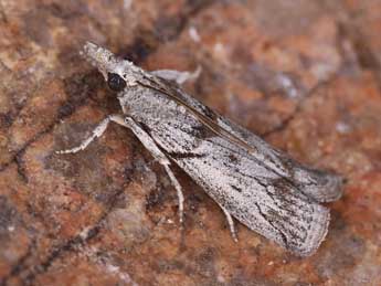 Dioryctria robiniella Mill. adulte - �Lionel Taurand