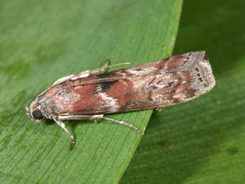 Phycita roborella D. & S. adulte - �Philippe Mothiron