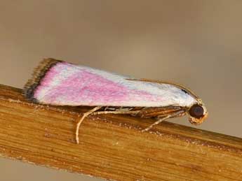 Eurhodope rosella Scop. adulte - �Lionel Taurand