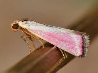 Eurhodope rosella Scop. adulte - �Lionel Taurand