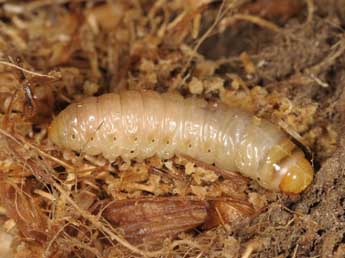  Chenille de Luperina rubella Dup. - �Wolfgang Wagner, www.pyrgus.de
