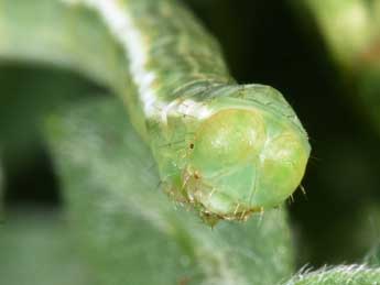  Chenille de Chesias rufata F. - �Philippe Mothiron