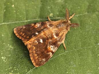 Orgyia rupestris Rbr adulte - �Lionel Taurand