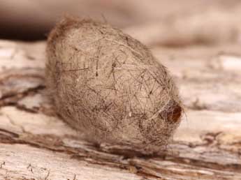  Chrysalide de Orgyia rupestris Rbr - �Lionel Taurand
