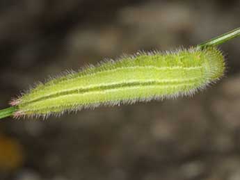  Chenille de Melanargia russiae Esp. - �Wolfgang Wagner, www.pyrgus.de
