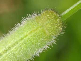  Chenille de Melanargia russiae Esp. - �Wolfgang Wagner, www.pyrgus.de
