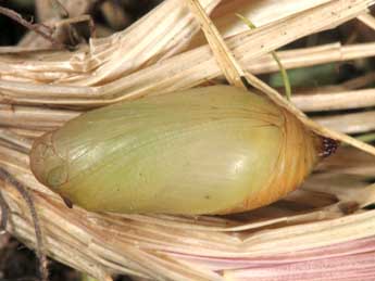  Chrysalide de Melanargia russiae Esp. - �Wolfgang Wagner, www.pyrgus.de