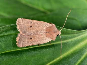 Spudaea ruticilla Esp. adulte - �Philippe Mothiron