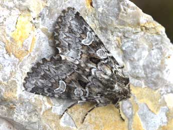 Pachetra sagittigera Hfn. adulte - �Philippe Mothiron