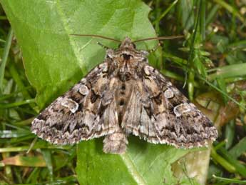 Pachetra sagittigera Hfn. adulte - �Philippe Mothiron