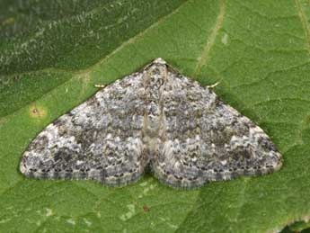 Coenotephria salicata D. & S. adulte - �Philippe Mothiron