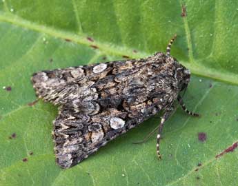 Hadena sancta protai Berio adulte - �Lionel Taurand