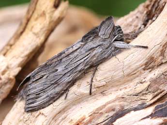 Cucullia santolinae Rbr adulte - �Lionel Taurand