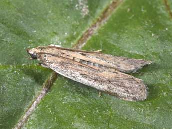 Phycitodes saxicola Vaughan adulte - �Philippe Mothiron