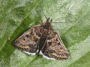 Metaxmeste schrankiana Hochenwart adulte - �Philippe Mothiron