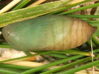  Chrysalide de Erebia scipio Bsdv. - �Wolfgang Wagner, www.pyrgus.de