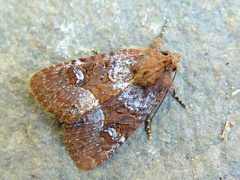 Mesapamea secalis L. adulte - �Jean-Paul Quinette