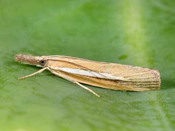 Agriphila selasella Hb. adulte - �Philippe Mothiron