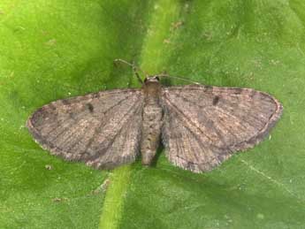 Eupithecia selinata H.-S. adulte - �Philippe Mothiron