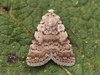 Caradrina selini Bsdv. adulte - �Lionel Taurand