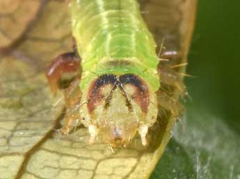  Chenille de Ecliptopera silaceata D. & S. - �Philippe Mothiron