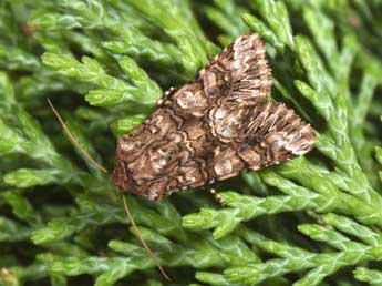 Hadena silenes Hb. adulte - �Philippe Mothiron