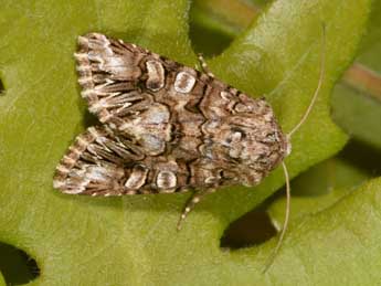 Hadena silenes Hb. adulte - �Philippe Mothiron