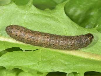  Chenille de Agrotis simplonia Gey. - �Philippe Mothiron