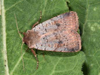 Protolampra sobrina Dup. adulte - �Philippe Mothiron