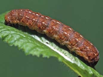  Chenille de Protolampra sobrina Dup. - �Helmut Deutsch