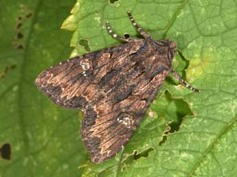 Mniotype solieri Bsdv. adulte - �Philippe Mothiron