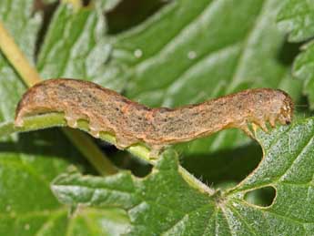  Chenille de Mniotype solieri Bsdv. - �Jean-Paul Coat