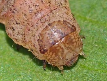  Chenille de Mniotype solieri Bsdv. - �Jean-Paul Coat