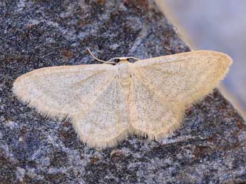Idaea squalidaria Stgr adulte - �Lionel Taurand