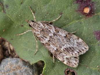 Scoparia staudingeralis Mab. adulte - �Lionel Taurand
