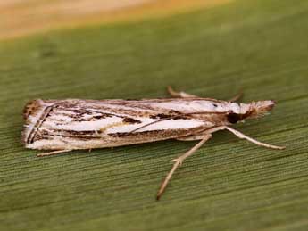 Catoptria staudingeri Z. adulte - �Lionel Taurand