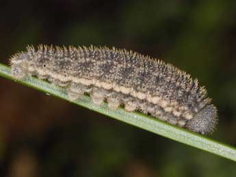  Chenille de Erebia styx Frr - �Wolfgang Wagner, www.pyrgus.de