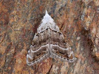 Nola subchlamydula Stgr adulte - �Lionel Taurand