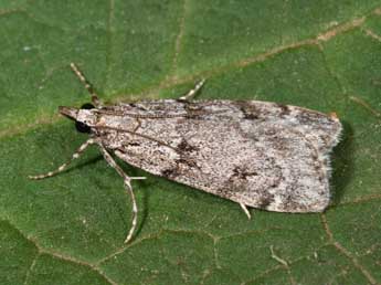 Scoparia subfusca Hw. adulte - �Philippe Mothiron