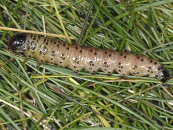  Chenille de Apamea sublustris Esp. - �Wolfgang Wagner, www.pyrgus.de