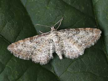 Eupithecia subumbrata D. & S. adulte - �Lionel Taurand