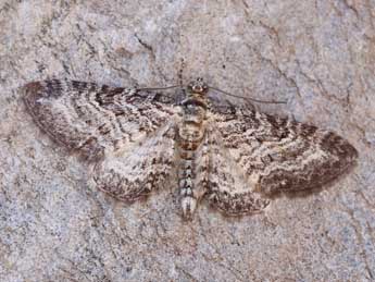 Eupithecia subumbrata D. & S. adulte - �Lionel Taurand