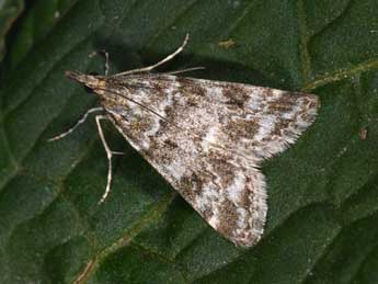 Eudonia sudetica Z. adulte - �Philippe Mothiron
