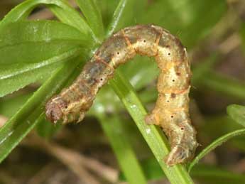  Chenille de Lampropteryx suffumata D. & S. - �Philippe Mothiron