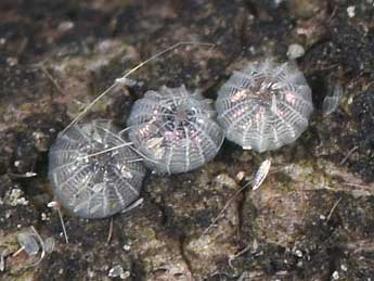  Oeuf de Tiliacea sulphurago D. & S. - �Philippe Mothiron