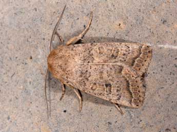 Hoplodrina superstes O. adulte - �Philippe Mothiron